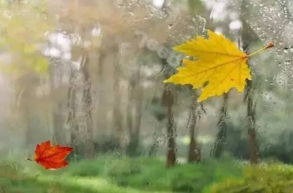 秋风起,思念浓,一种相思,两处伤情_阿根廷_新闻_华人头条