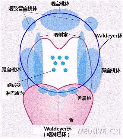 在生理功能上,它们可以视为一个整体,叫咽淋巴环.