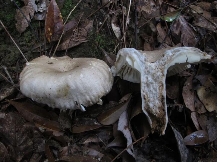 龙岩人 八月警惕亚稀褶红菇中毒_福建_新闻_华人头条