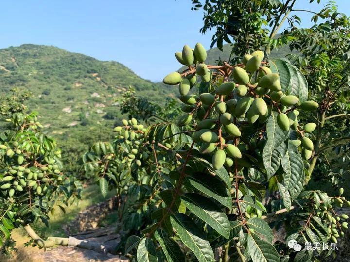 兄弟同心橄榄生金长乐首占镇礼元村走出一条特色农业路