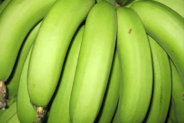 首先其含有的膳食纤维及水分并不充分,同时未成熟的香蕉中会含有鞣酸