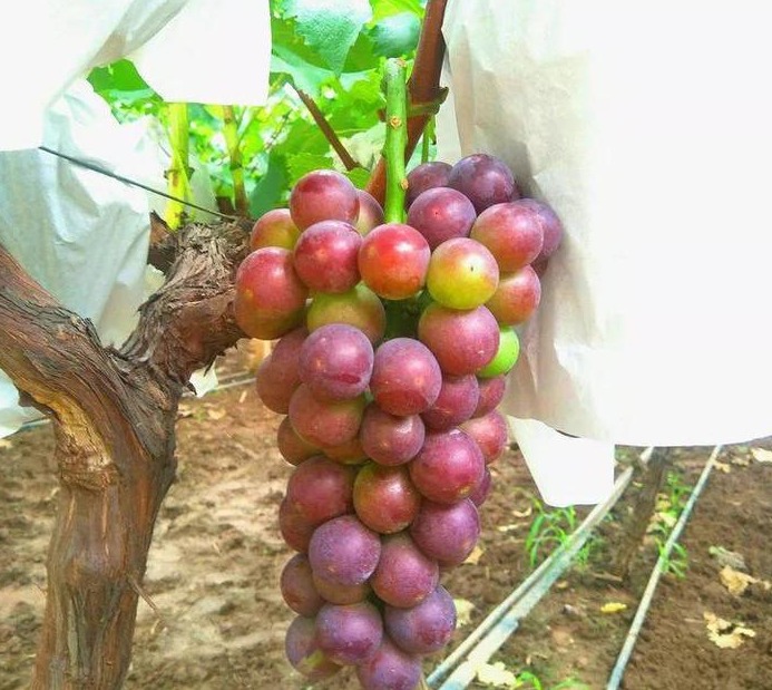 陕西鄠邑抓猕猴桃葡萄产业生态文旅为乡村振兴经济发展闯新路