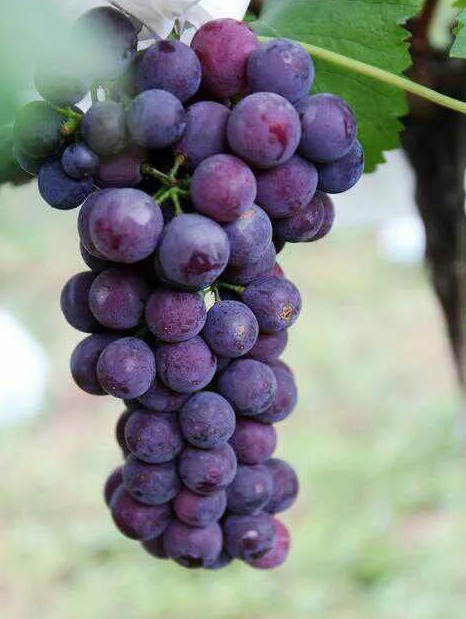 陕西鄠邑抓猕猴桃葡萄产业生态文旅为乡村振兴经济发展闯新路