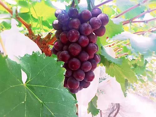 陕西鄠邑抓猕猴桃葡萄产业生态文旅为乡村振兴经济发展闯新路