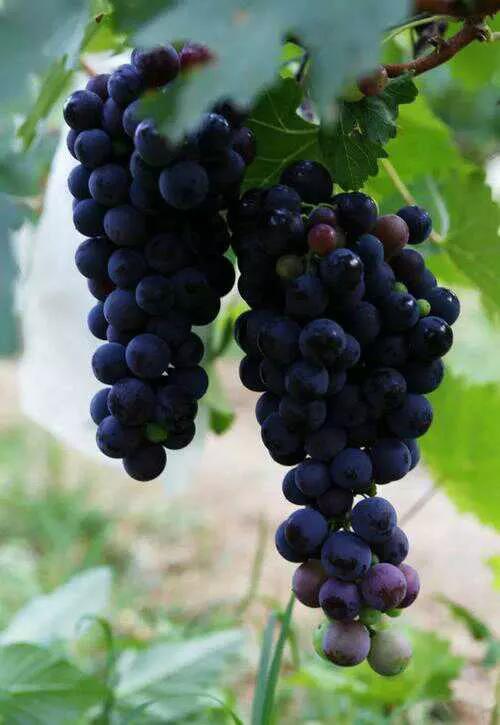 陕西鄠邑抓猕猴桃葡萄产业生态文旅为乡村振兴经济发展闯新路