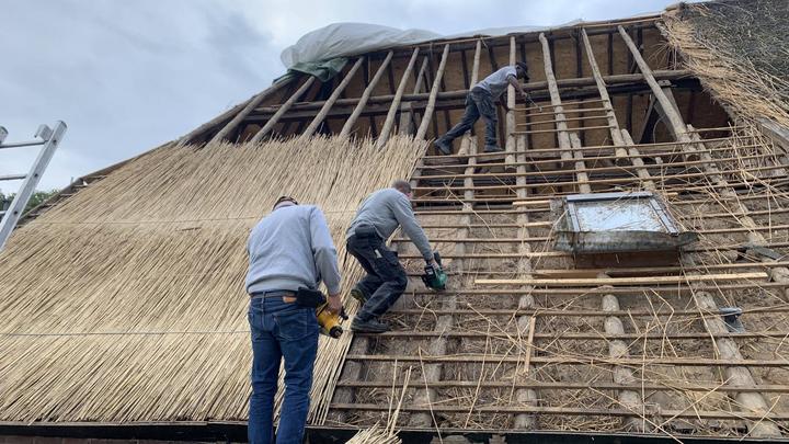 荷兰70芦苇来自中国运费大涨影响屋顶