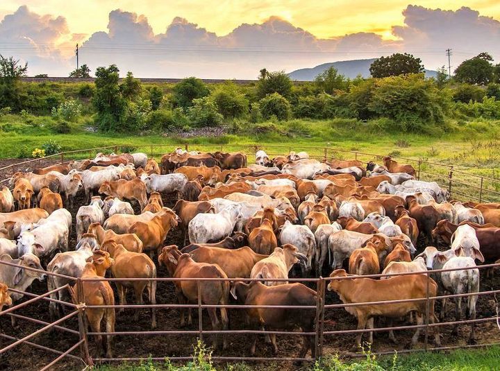 阿根廷政府亦启动一项畜牧计划,以长期辅导国内养牛业者增加牛只产量