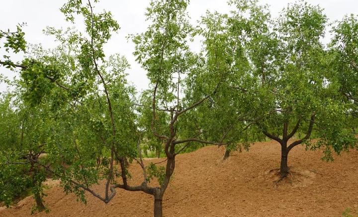 坑镇沿黄高标准枣园