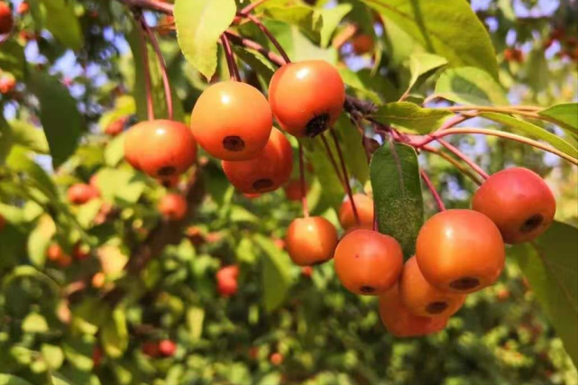 十里西畴熟稻香,槿花篱落竹丝长,范成大笔下的秋日,清新而美好_奥地利