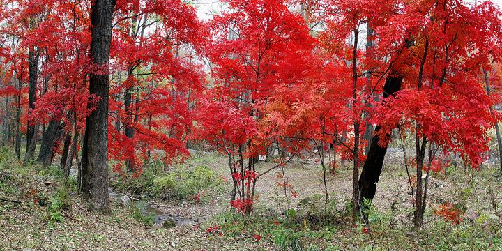 吉林紅葉嶺國家森林公園(紅葉嶺 供圖)