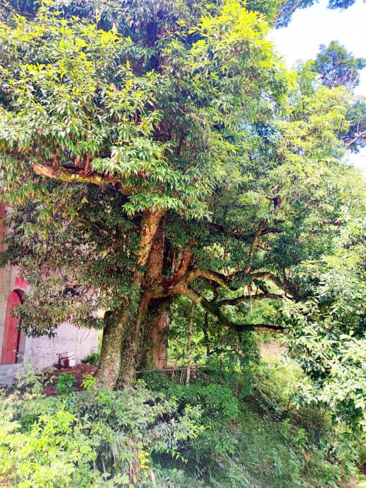 在角洋村 最惊艳的便是 这片金丝楠木林