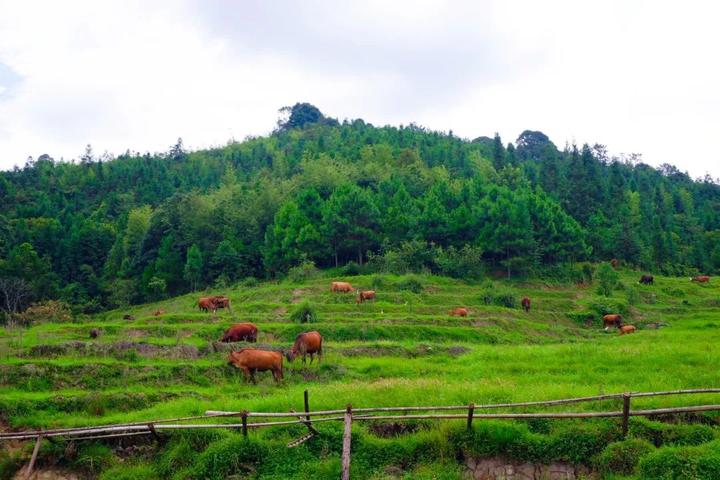 亮亮虹/摄 角洋村时常举办书画笔会