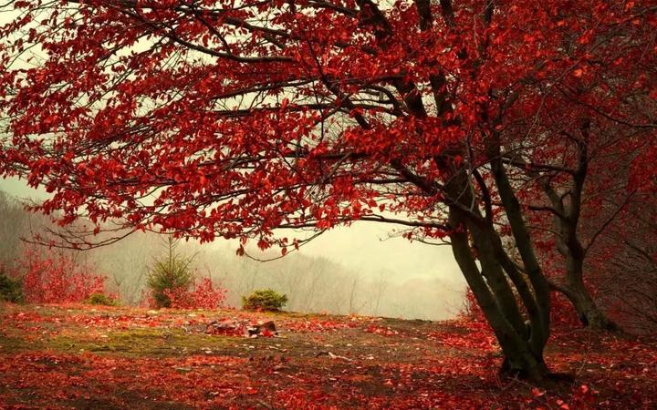 秋天红树林图片大全图片