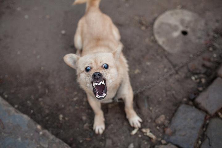 狗狂犬病发作的样子图片