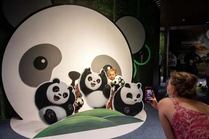 迪拜世博会中国大熊猫保护主题展正在展出