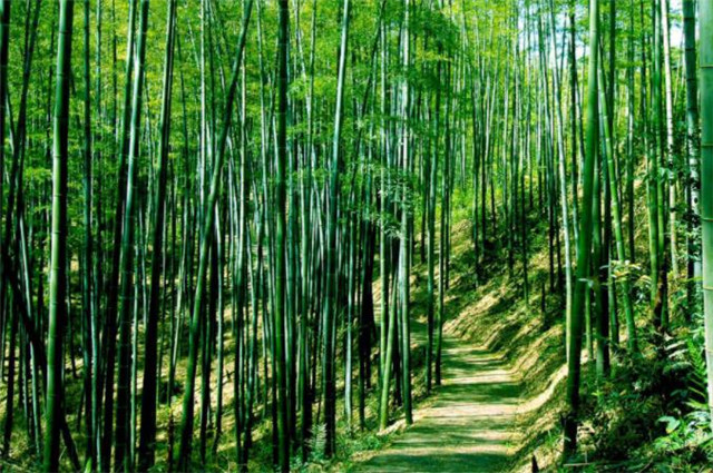 秋竹美诗七首欣赏有节秋竹竿苍苍劲节奇
