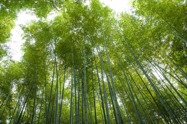 秋竹美诗七首欣赏有节秋竹竿苍苍劲节奇