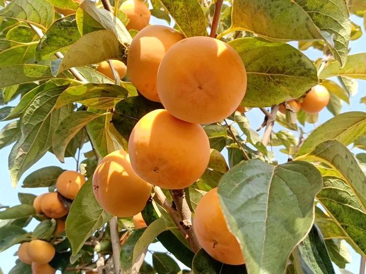 工人正在打理柿子园 宝鸡乔山甜柿子示范基地,主要有阳丰,富有,早秋