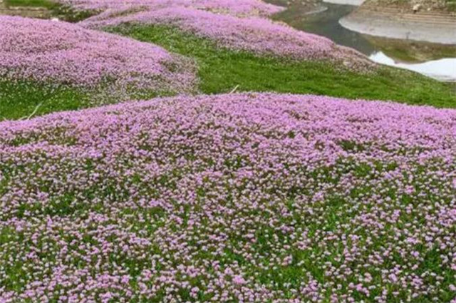 晚秋蓼花古诗五首十分秋色无人管半属芦花半蓼花