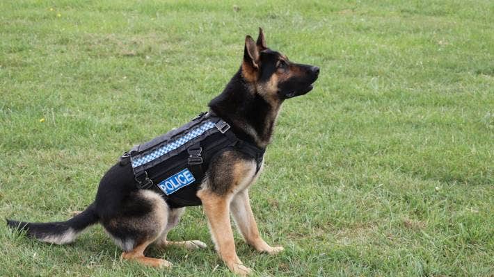 two-year-old police dog lenix was injured by a man wielding a