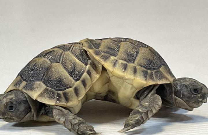 土耳其大学实验室展示双胞胎连体暹罗龟