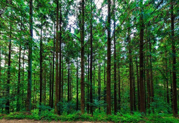 又一生态奇迹!龙岩营造出这一全国之最!