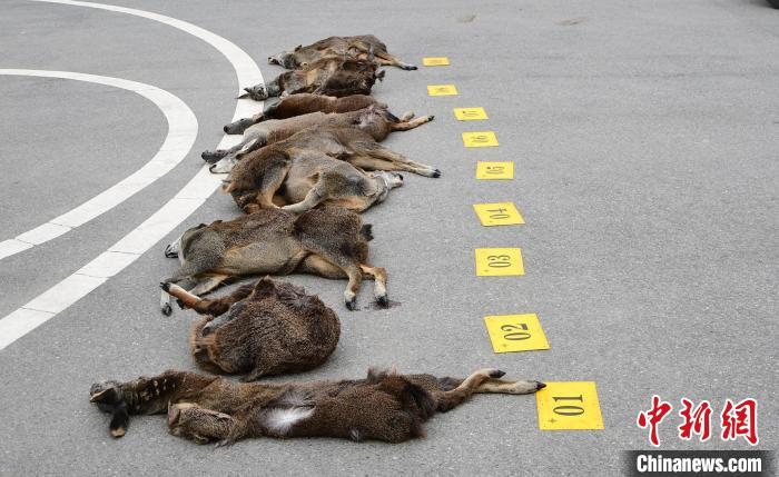 四川德格:非法猎杀濒危野生动物案告破 5名嫌疑人落网