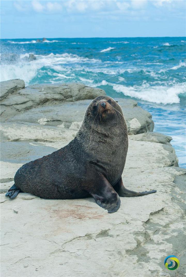 调查显示,8 只海豹包括一只幼崽在新西兰南岛凯库拉被枪杀