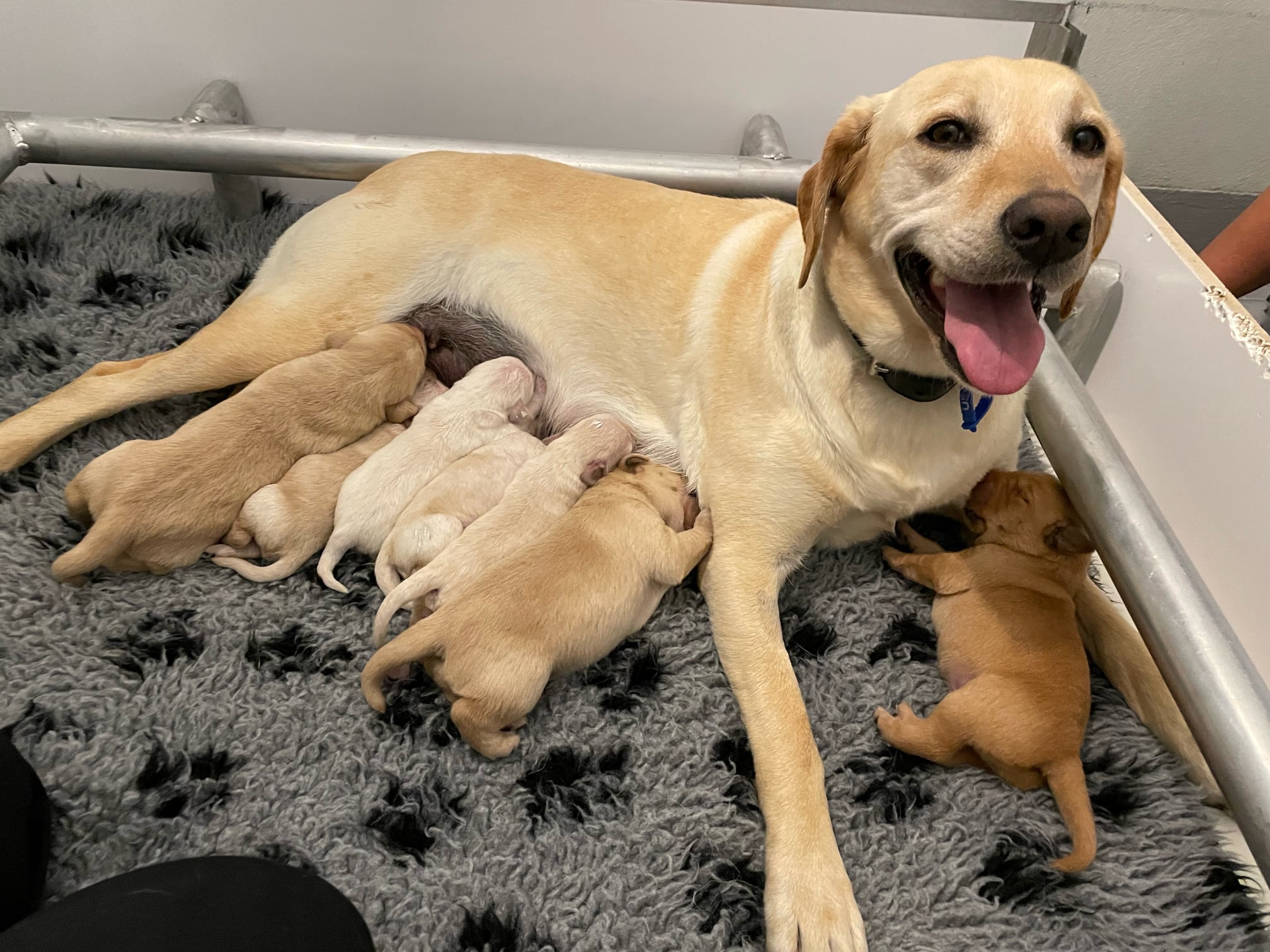 拉布拉多警犬樂於替導盲犬媽媽母乳餵養4只飢餓的小狗