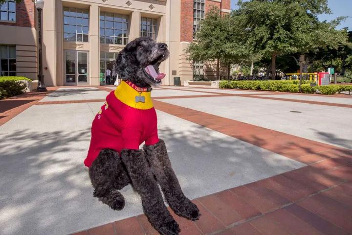 裸奔也成解压神器?这些学校的final传统真是奇奇怪怪!