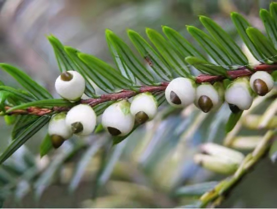 罕见濒危物种白豆杉现身龙岩梅花山你想来这个宝藏地方打卡吗