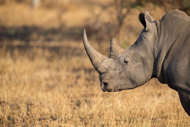 poachers kill 24 rhinos in just two weeks | news24
