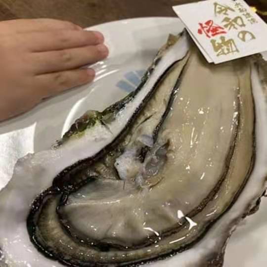 日本巨型生蚝图片
