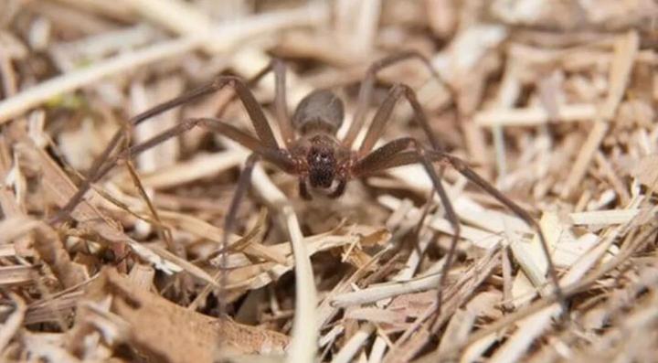 来源:网络据了解,小提琴蜘蛛(ragno violino)是带有毒性的红头平甲蛛