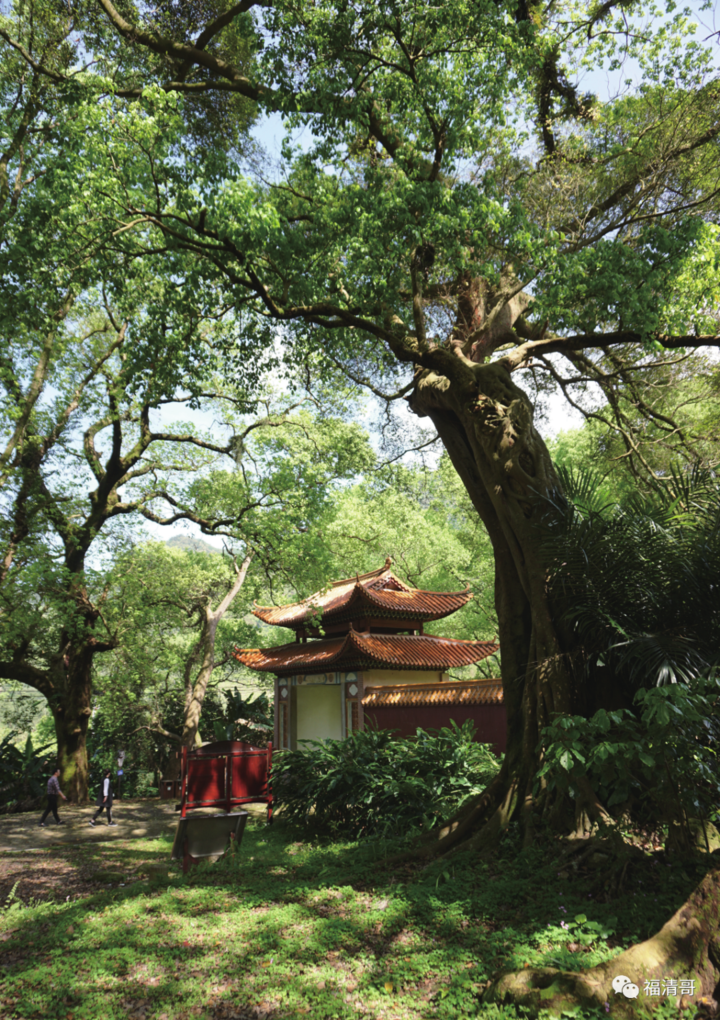 灵石寺前有包括树龄1100年的重阳木和千年榕树在内的21株名木古树