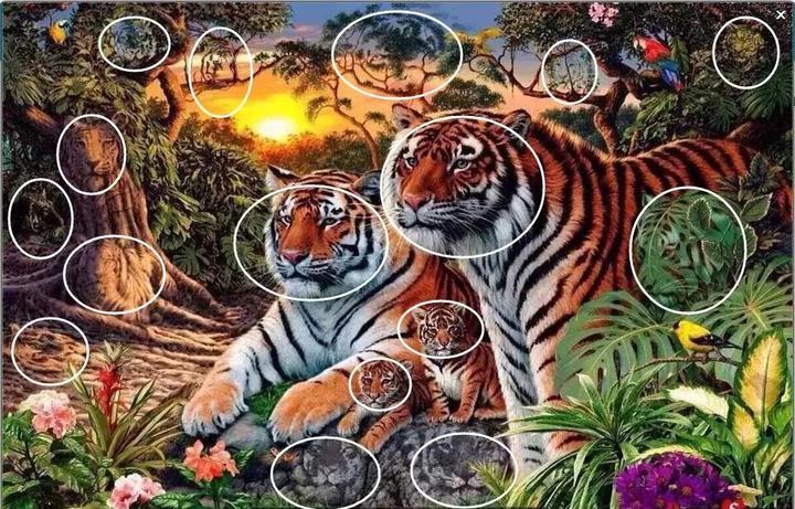 图中有16只老虎图片