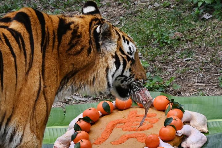 深圳野生动物园老虎吃年夜饭喜迎虎年新春