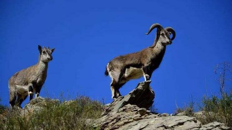 探访宁夏贺兰山岩羊,"峭壁精灵"从极度濒危到自由穿梭_全球_新闻_华人