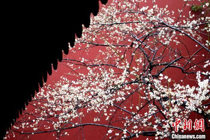 钱王祠内的梅花红墙.江志清 摄