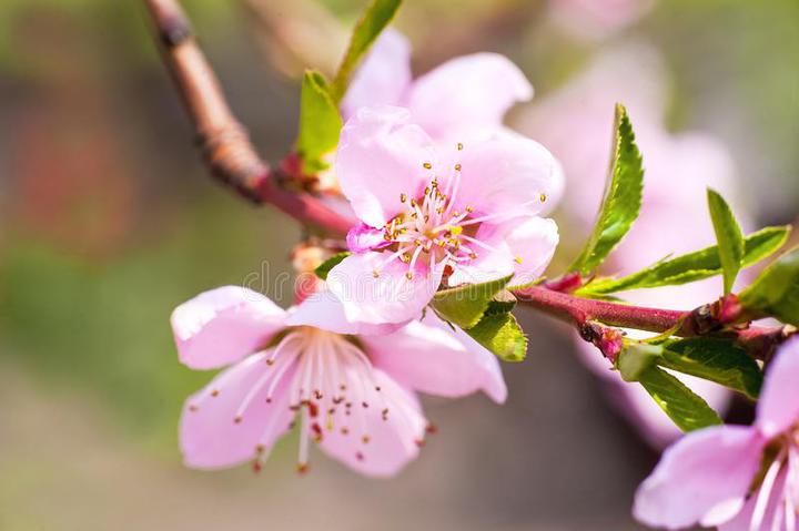 果树开花枝的特写桃树桃花绽漂亮的桃花特写,b 库存照片.