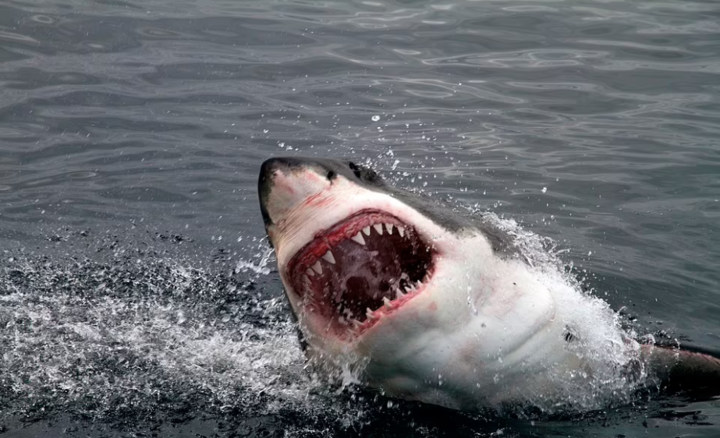 恐怖鲨鱼图片 吓人图片