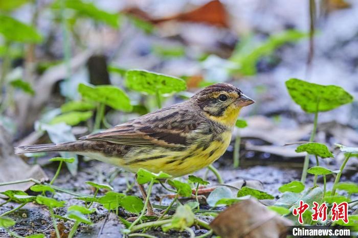 国家一级保护野生动物黄胸鹀广州增城越冬