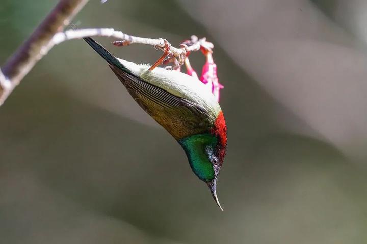 梅花山上鸟千姿十三