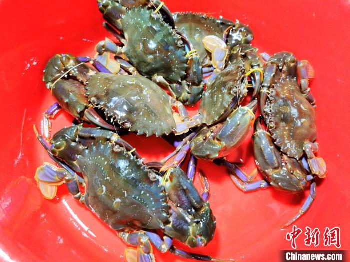 肥美石蟹悄然上市 广东侨乡台山初春的鲜味_匈牙利_新闻_华人头条