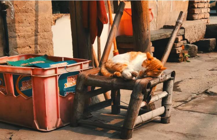 老宅杂货铺里的老猫才是真正的网红,有旅行者专门为它而来.