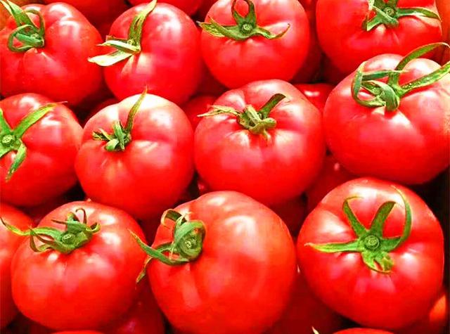 通过技术攻关,今年的连湖西红柿比往年提前一个月上市.