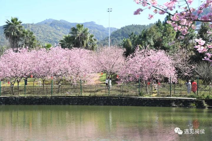 爬滿枝頭)三百餘株櫻花次第綻放龍台山生態園內位於閩侯縣荊溪鎮的