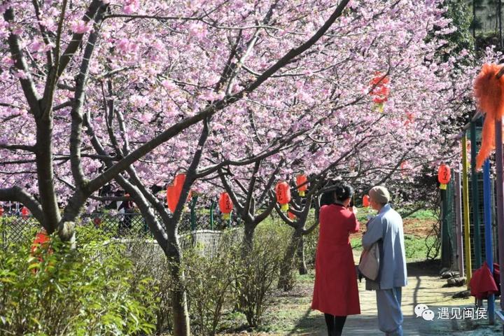 1秒淪陷閩侯龍台山的櫻花限定我先粉了