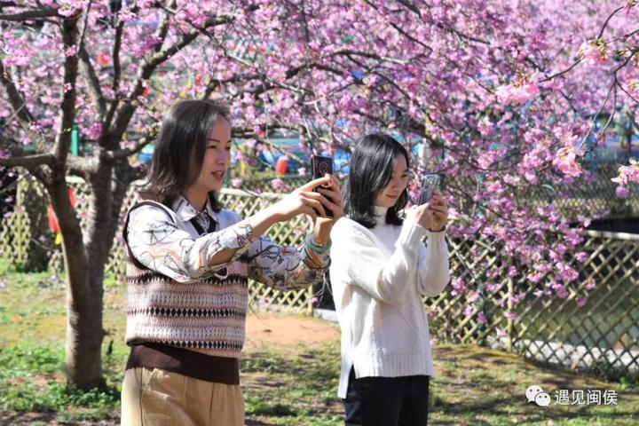 1秒淪陷閩侯龍台山的櫻花限定我先粉了