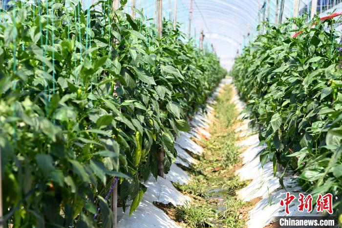 美营禽族村大棚内种植的青椒.张金川 摄